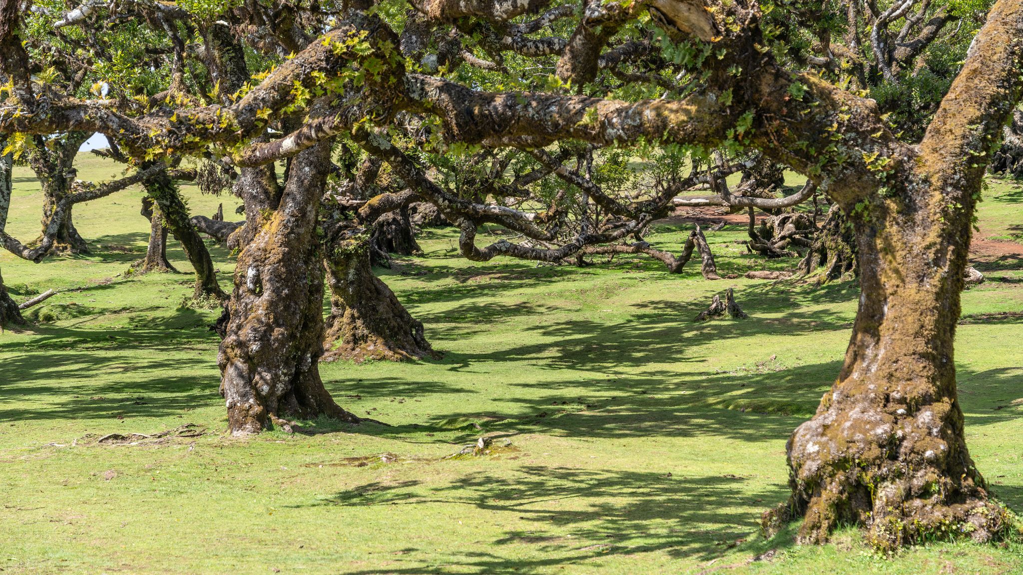 Posto Florestal do Fanal